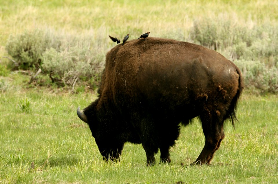 Bull bison and cowbirds