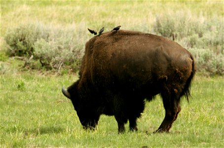 Bull bison and cowbirds