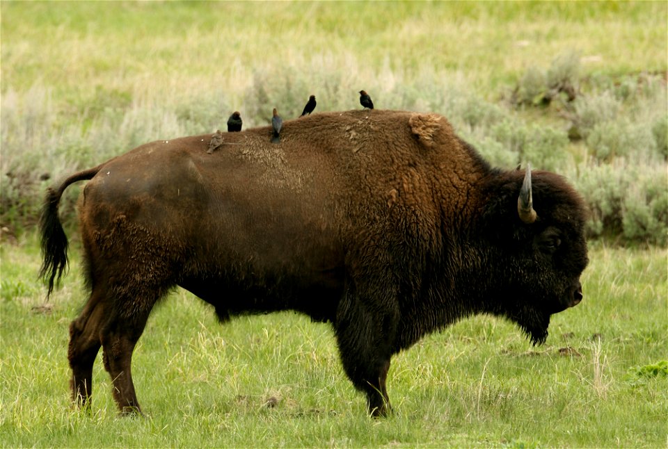 Bull bison and cowbirds