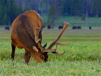 An Elk at Gibbon Meadow, Yellowstone National Park. photo