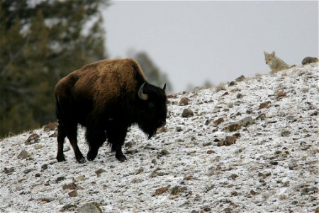 Coyote and bison