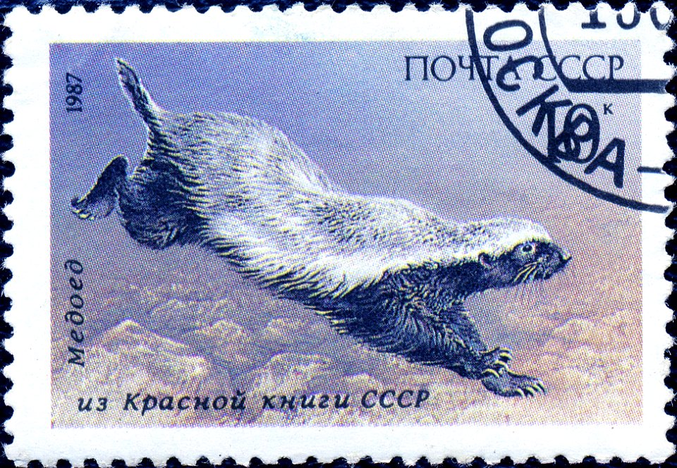 Почтовая марка СССР. 1987. Медоед из Красной книги СССР