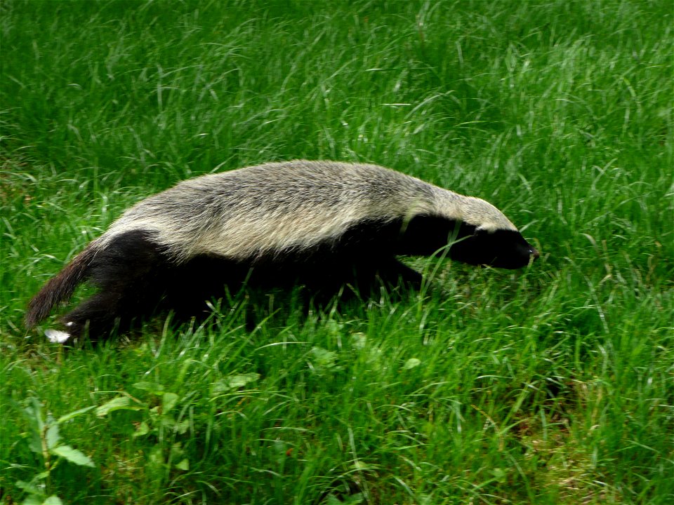 Mellivora capensis (Honey Badger) in Howletts Wild Animal Park, Kent, England.