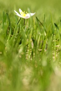 Nature spring growth