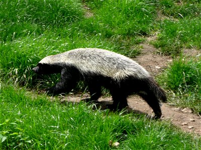 Mellivora capensis (Honey Badger) in Howletts Wild Animal Park, Kent, England.