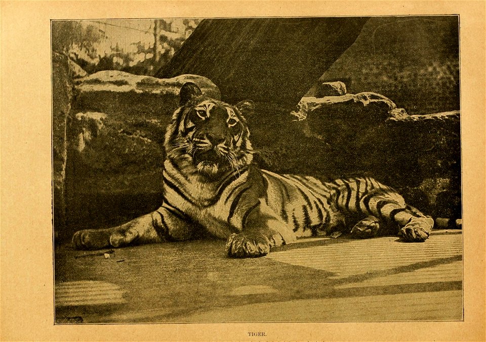 Cassell's natural history.  Ed. by P. Martin Duncan ...
