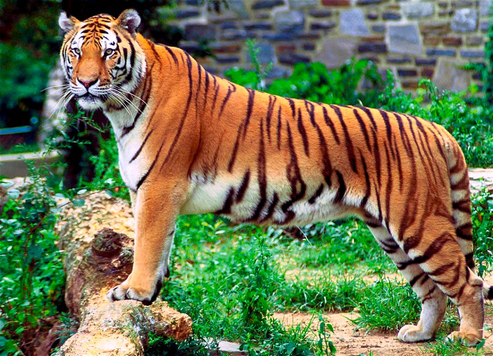 Bengal Tiger photo