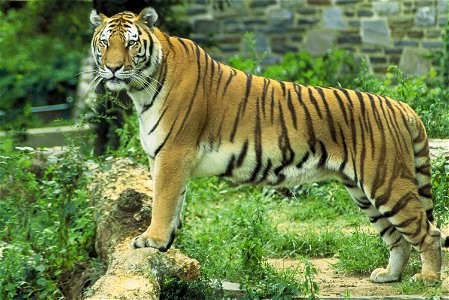Panthera tigris tigris, Bengal Tiger, Indischer Tiger oder Königstiger