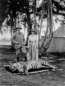 http://www.geocities.com/lupeliti/Tigre.jpeg Bengal Tiger hunting by the English upper-class in British India in 1903. This photo shows Lord Curzon, the viceroy of India, posing with his wife, an Amer photo