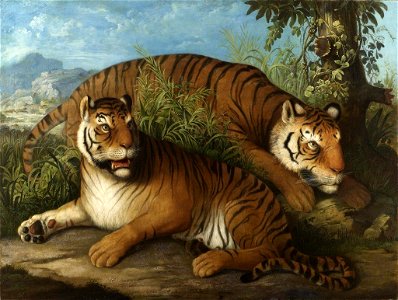 Royal Bengal Tigerslabel QS:Len,"Royal Bengal Tigers" photo