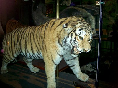 A picture of a Bengal Tiger(Panthera tigris tigris) at the American Museum of Natural History.