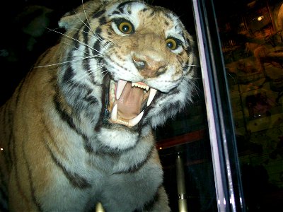 A picture of a Bengal Tiger (Panthera tigris tigris) at the American Museum of Natural History