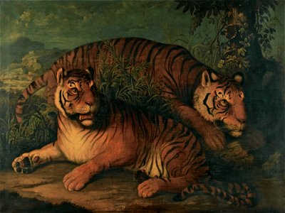 Royal Bengal Tigerslabel QS:Len,"Royal Bengal Tigers" photo