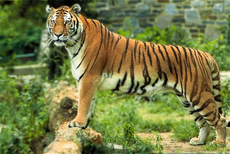 Panthera tigris tigris, Bengal Tiger, Indischer Tiger oder Königstiger. photo