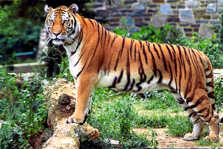 Enhanced version of Image:Panthera tigris tigris.jpg Image taken from Tiger3.jpg at German Wikipedia. Last contributor was de:User:Darkone 17:28, 9. Mai 2005 de:User:Darkone 1122 x 750 (480095 Byte photo