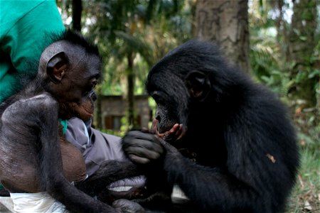 mwanda and lomela at Lola ya Bonobo sanctuary