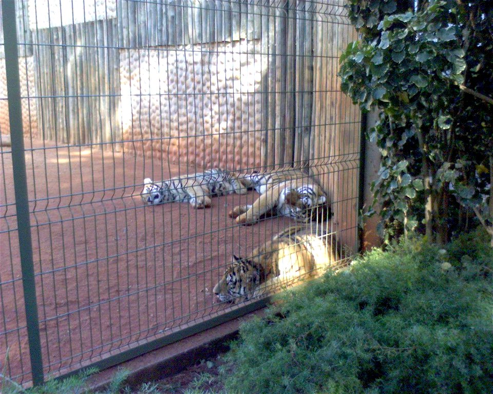 Recinto dos tigres - Parque Ecológico de Americana, São Paulo, Brasil