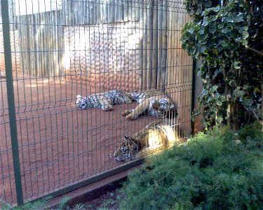 Recinto dos tigres - Parque Ecológico de Americana, São Paulo, Brasil photo