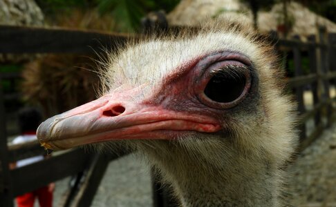 Ostrich eyes colombia photo