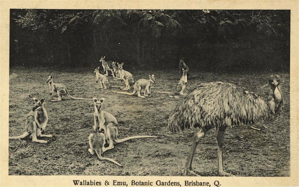 Wallabies and emu in the Botanic Gardens, Brisbane, ca. 1912.
Part of the White Series of postcards.