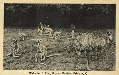 Wallabies and emu in the Botanic Gardens, Brisbane, ca. 1912.
Part of the White Series of postcards.