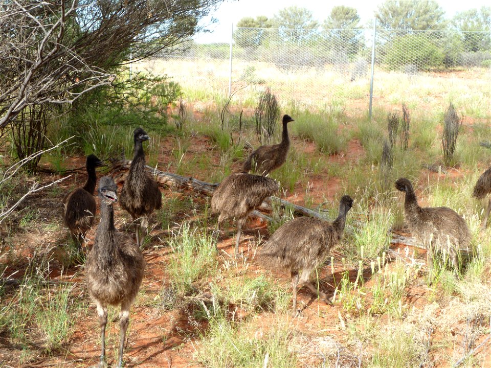 Juvenille Emus on Angas Downs Indigenous Protected Area, Northern Territory, Australia