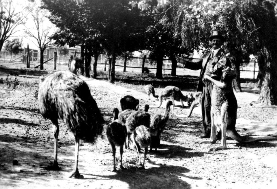 Jack Moses.
Writer and poet of Australian stories and verse, 1860 - 1945. Moses is pictured in an iconic photograph of kangaroos and emu.