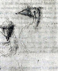 Life drawings of the extinct Black Emu from Kangaroo Island. Note sur L'Émeu noir (Dromaeus ater V.)de L'Île decrés (Australie) Bulletin du Muséum national d'histoire naturelle. Volume 5, 1899. photo