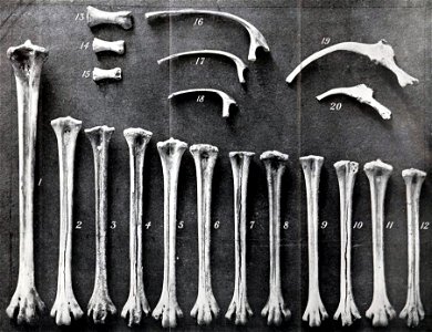 Mainland emu, King Island and Kangaroo Island tarsometatarsals and ribs.