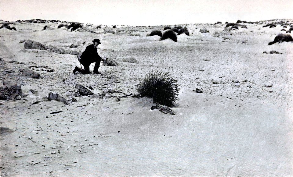 Fossil collecting at sand blow on Seal Bay, King Island. King Island emu and quoll subfossils were found there.