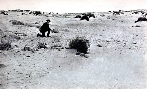 Fossil collecting at sand blow on Seal Bay, King Island. King Island emu and quoll subfossils were found there.