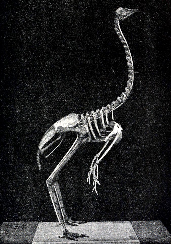 On a Specimen of the Extinct Dromceus ater discovered in the Royal Zoological Museum, Florence.

THE IBIS, QUARTERLY JOURNAL OF ORNITHOLOGY. VOL. I. Eighth Series 1901.