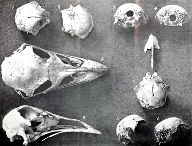 Mainland emu and King Island emu skulls. photo