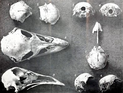 Mainland emu and King Island emu skulls.