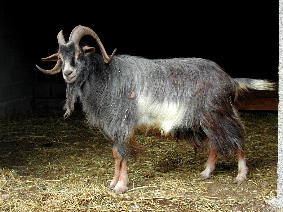 bouc de la race commune provençale