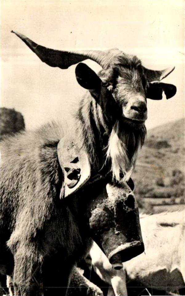 Bouc du Rove