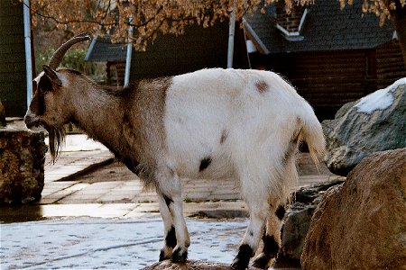 Capra-BunteholländischeZiege photo