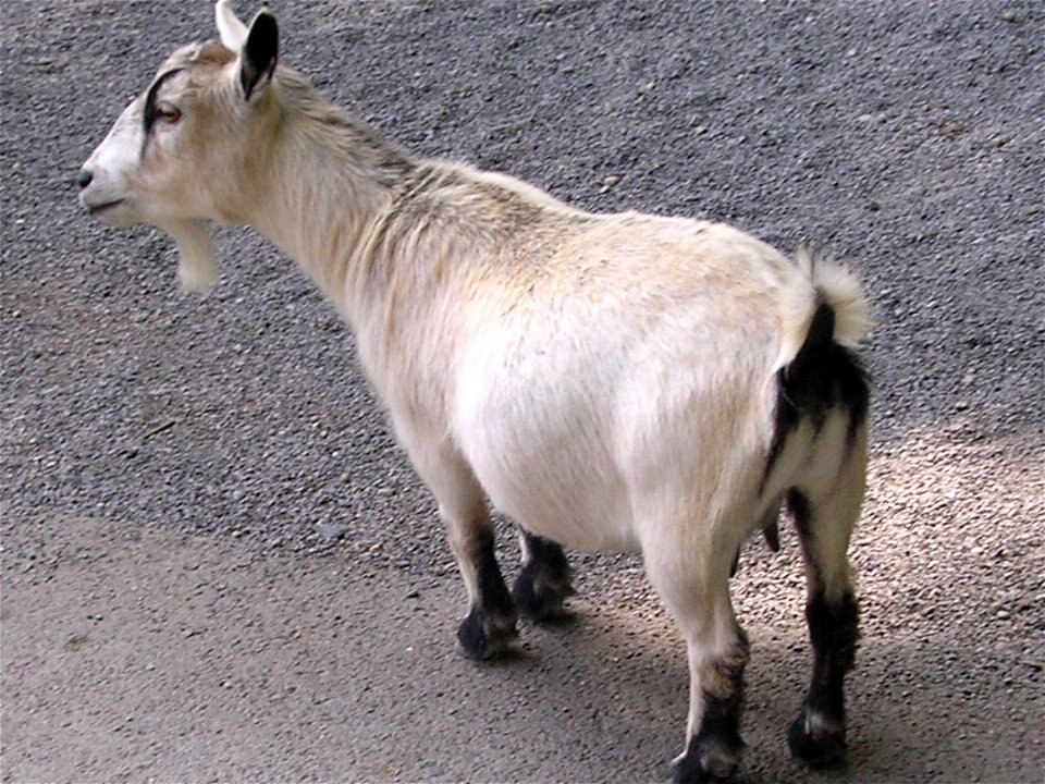 Capra aegagrus hircus Misha
