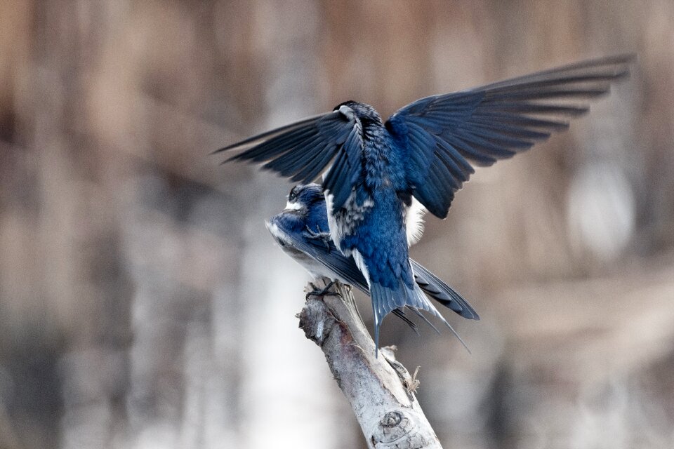 Nature bird white-throated swallow