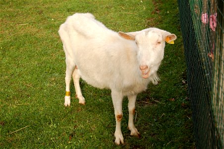 goat photo