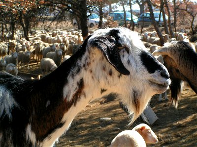 chèvre de race commune provençale photo
