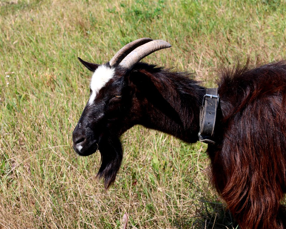 Domestic goat. Ukraine, Vinnytsia Oblast, Vinnytsia Raion.