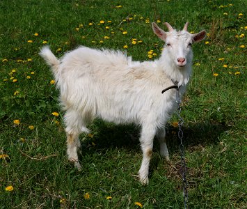 Domestic goat (kid). Ukraine, Vinnytsia Oblast, Vinnytsia Raion. photo