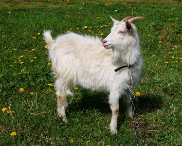 Domestic goat (kid). Ukraine, Vinnytsia Oblast, Vinnytsia Raion. photo