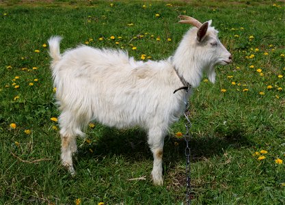 Domestic goat (kid). Ukraine, Vinnytsia Oblast, Vinnytsia Raion. photo