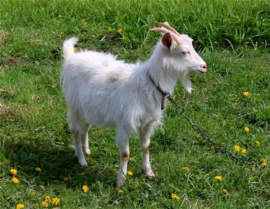 Domestic goat (kid). Ukraine, Vinnytsia Oblast, Vinnytsia Raion.