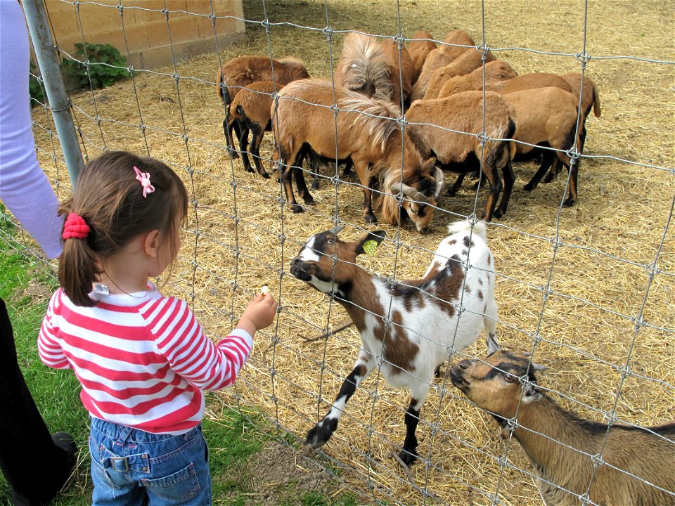 Goats at the zoo of the bois d'Attilly (Seine-et-Marne, France).