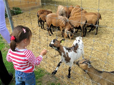 Goats at the zoo of the bois d'Attilly (Seine-et-Marne, France). photo