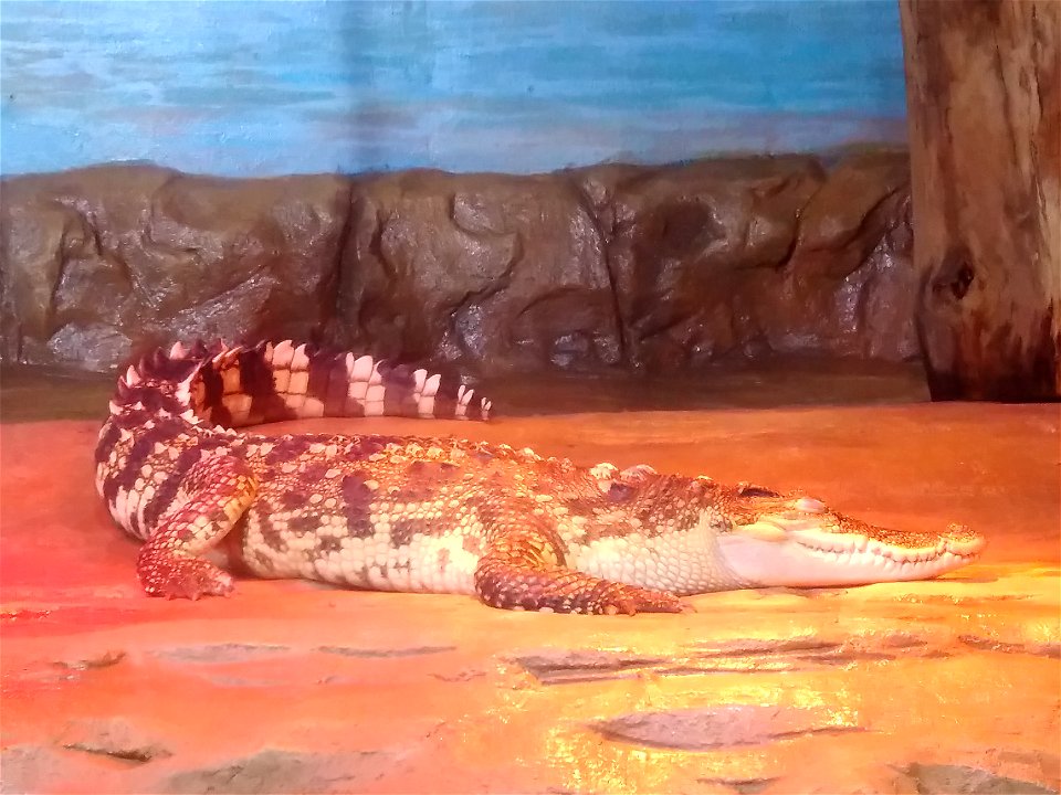 Saltwater crocodile in COEX Aquarium