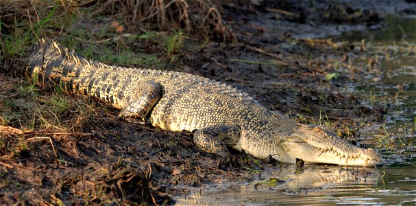 Photographer: Paul Thomsen (WILDFOTO.COM.AU)
Subject: Saltwater Crocodile

Location: Northern Territory, Australia